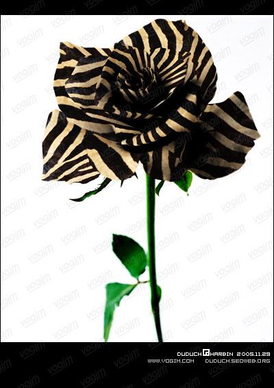 PhotoshopƯİõ