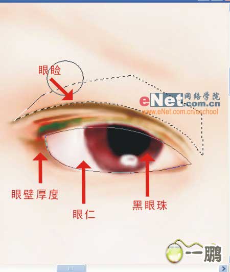 鼠绘 美女 婚纱